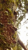 Trichaptum abietinum image
