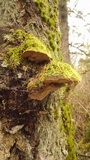 Phellinus gilbertsonii image