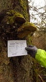 Phellinus gilbertsonii image
