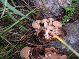 Asterophora lycoperdoides image