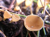 Geopyxis carbonaria image