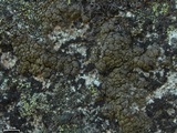 Lecanora pringlei image