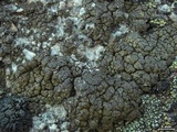 Lecanora pringlei image