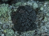 Lecanora pringlei image