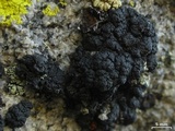 Lecanora pringlei image