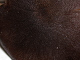 Tricholoma terreum image
