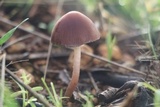 Psathyrella bipellis image