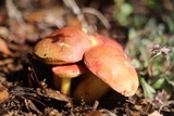 Xerocomellus redeuilhii image