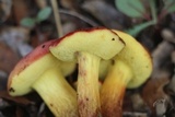 Xerocomellus redeuilhii image