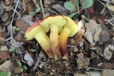 Xerocomellus redeuilhii image