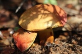 Xerocomellus redeuilhii image