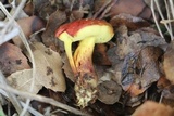 Xerocomellus redeuilhii image