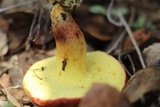 Xerocomellus redeuilhii image