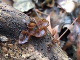 Dacryopinax elegans image