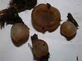 Peziza vesiculosa image