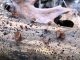 Dacryopinax elegans image