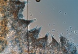 Dacryopinax elegans image