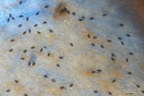 Dacryopinax elegans image