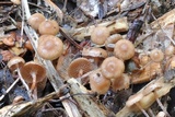 Psilocybe montana image