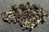 Leptogium pseudofurfuraceum image
