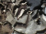 Leptogium pseudofurfuraceum image