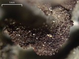 Leptogium pseudofurfuraceum image
