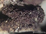 Leptogium pseudofurfuraceum image