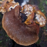 Phellinus gilvus image