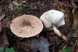 Echinoderma asperum image