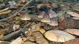 Mycena leptocephala image