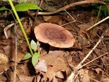 Lactarius mutabilis image