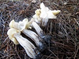 Helvella crispa image