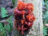 Phaeotremella foliacea image