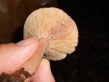 Lactarius mutabilis image