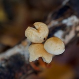 Gymnopus spongiosus image