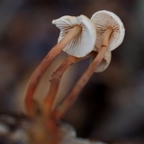 Gymnopus spongiosus image