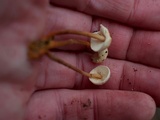 Gymnopus spongiosus image