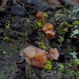 Myxarium nucleatum image