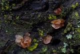 Myxarium nucleatum image