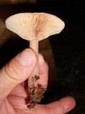 Lactarius mutabilis image