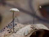 Marasmius capillaris image