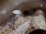 Marasmius capillaris image