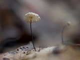 Marasmius capillaris image