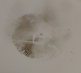 Chroogomphus rutilus image