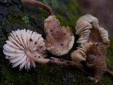 Mycena galericulata image