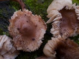 Mycena galericulata image