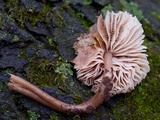 Mycena galericulata image