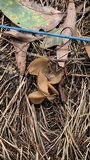 Peziza vesiculosa image
