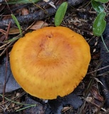 Omphalotus subilludens image