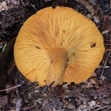 Omphalotus subilludens image